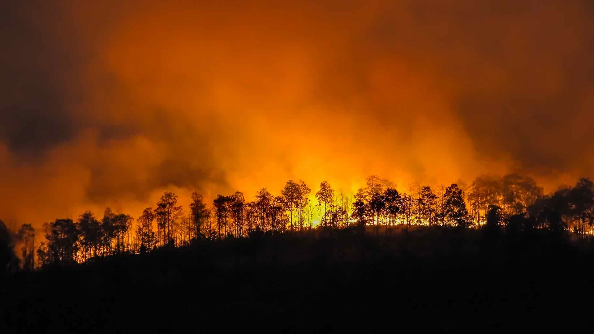 Brazil reports 22 million hectares of forest lost to fires in 2024