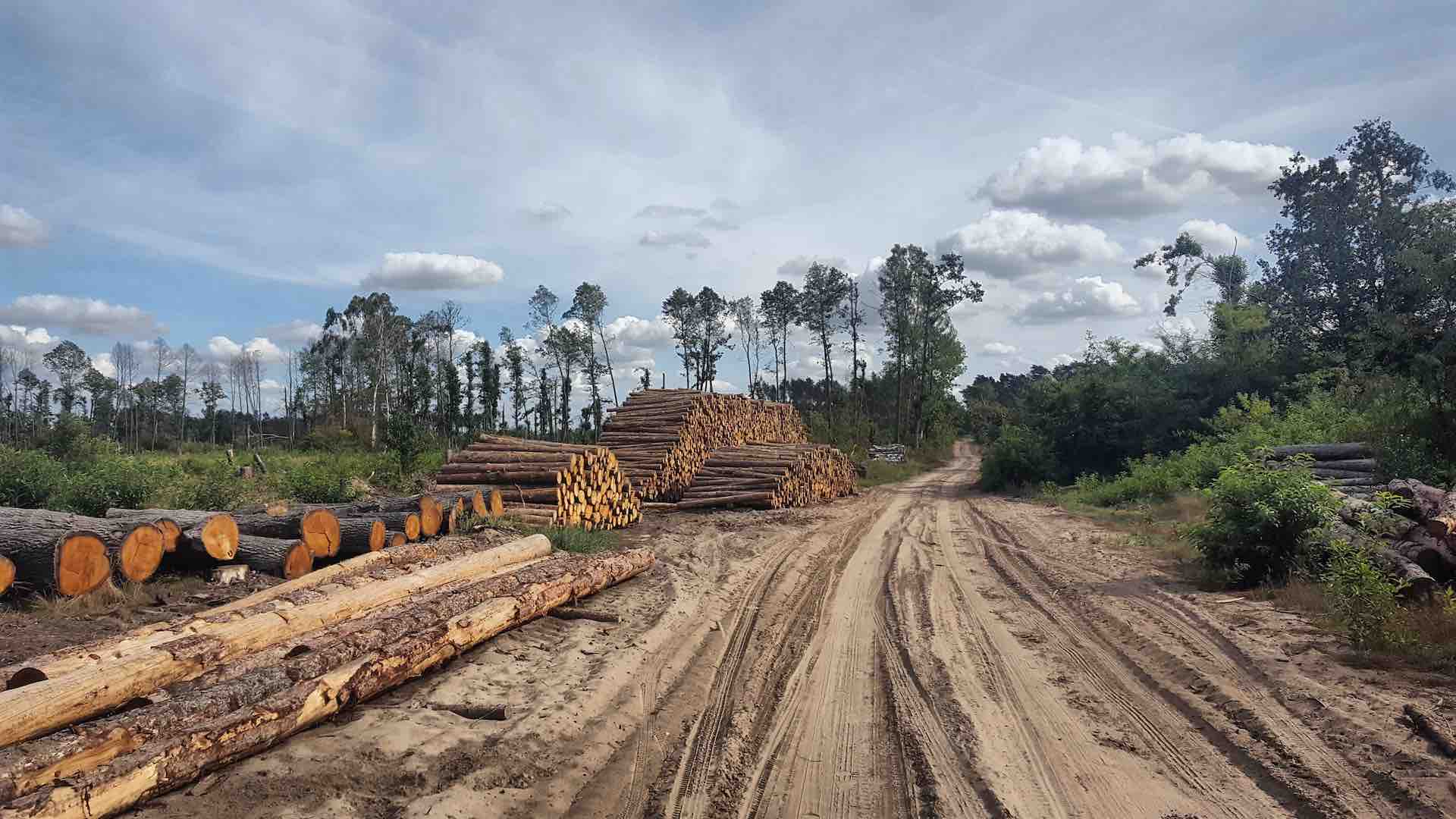 Deforestation rates remain 45% higher than climate goals in 2023