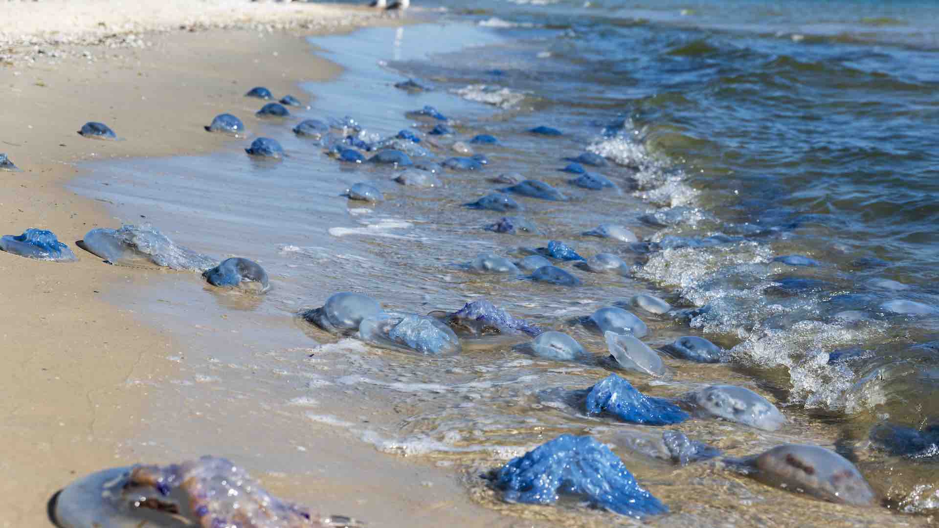 Jellyfish swarm Cornwall’s coast as warming seas push species northward