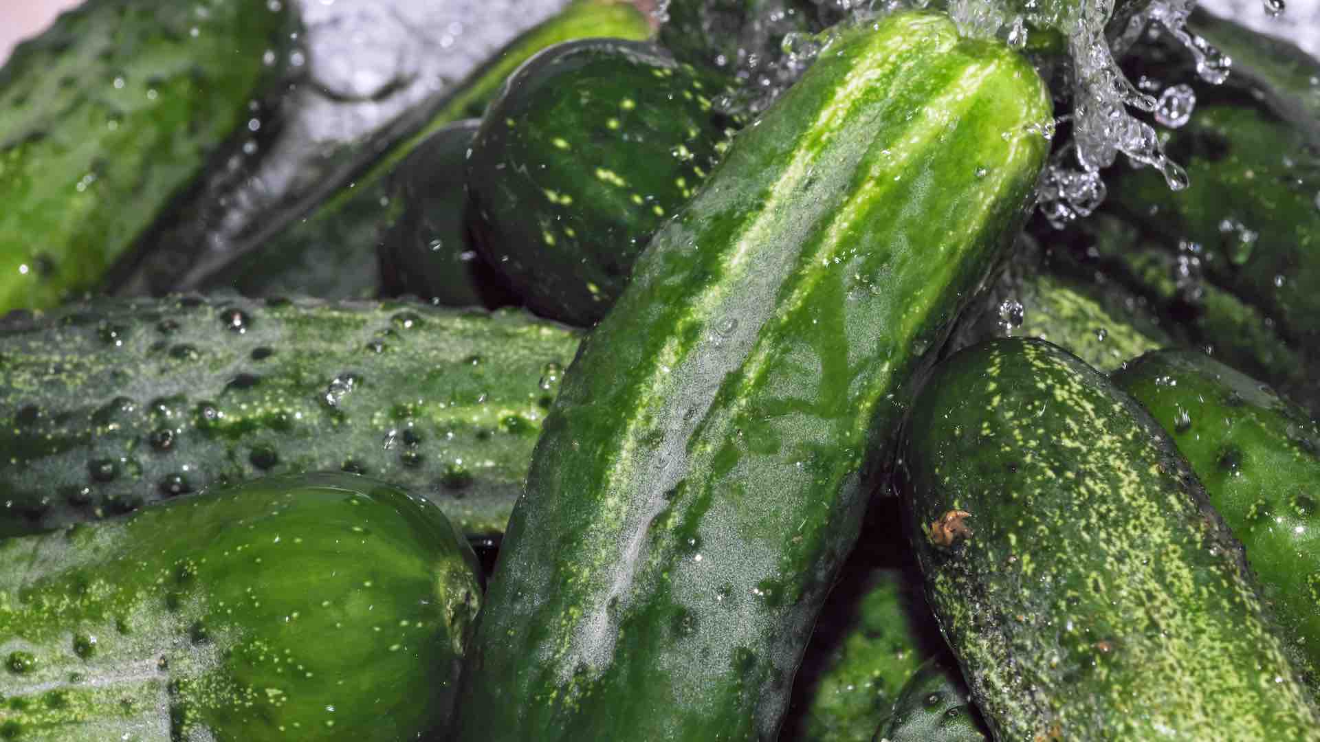 Salmonella cases rise; cucumbers from Mexico linked to multi-state outbreak