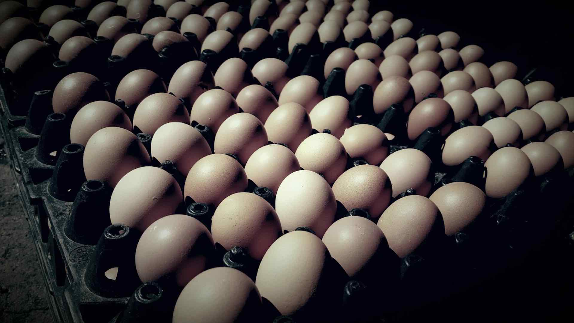 U.S. egg prices soar as bird flu disrupts supply during holidays