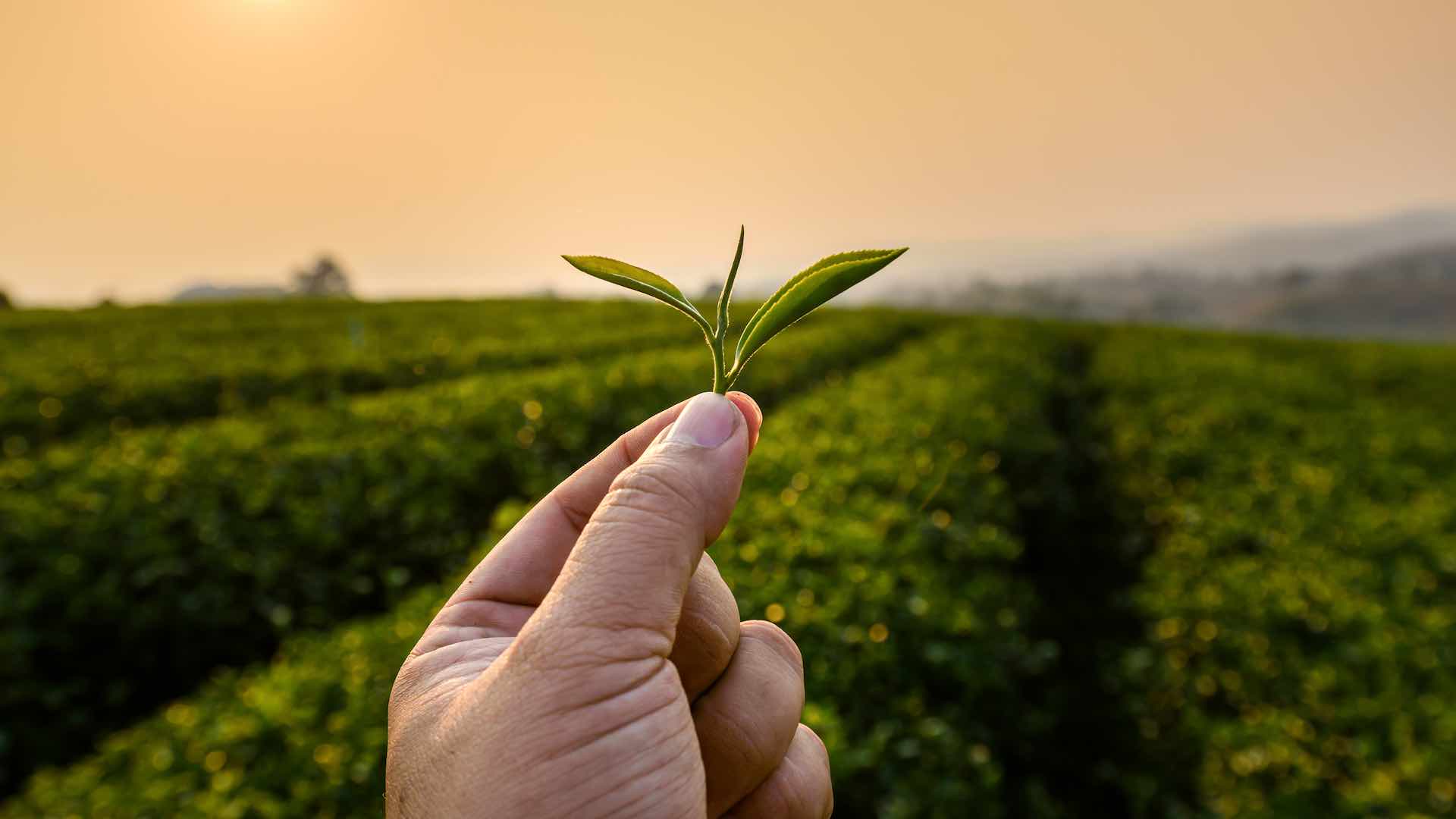 $282 million initiative targets climate and environment through food systems