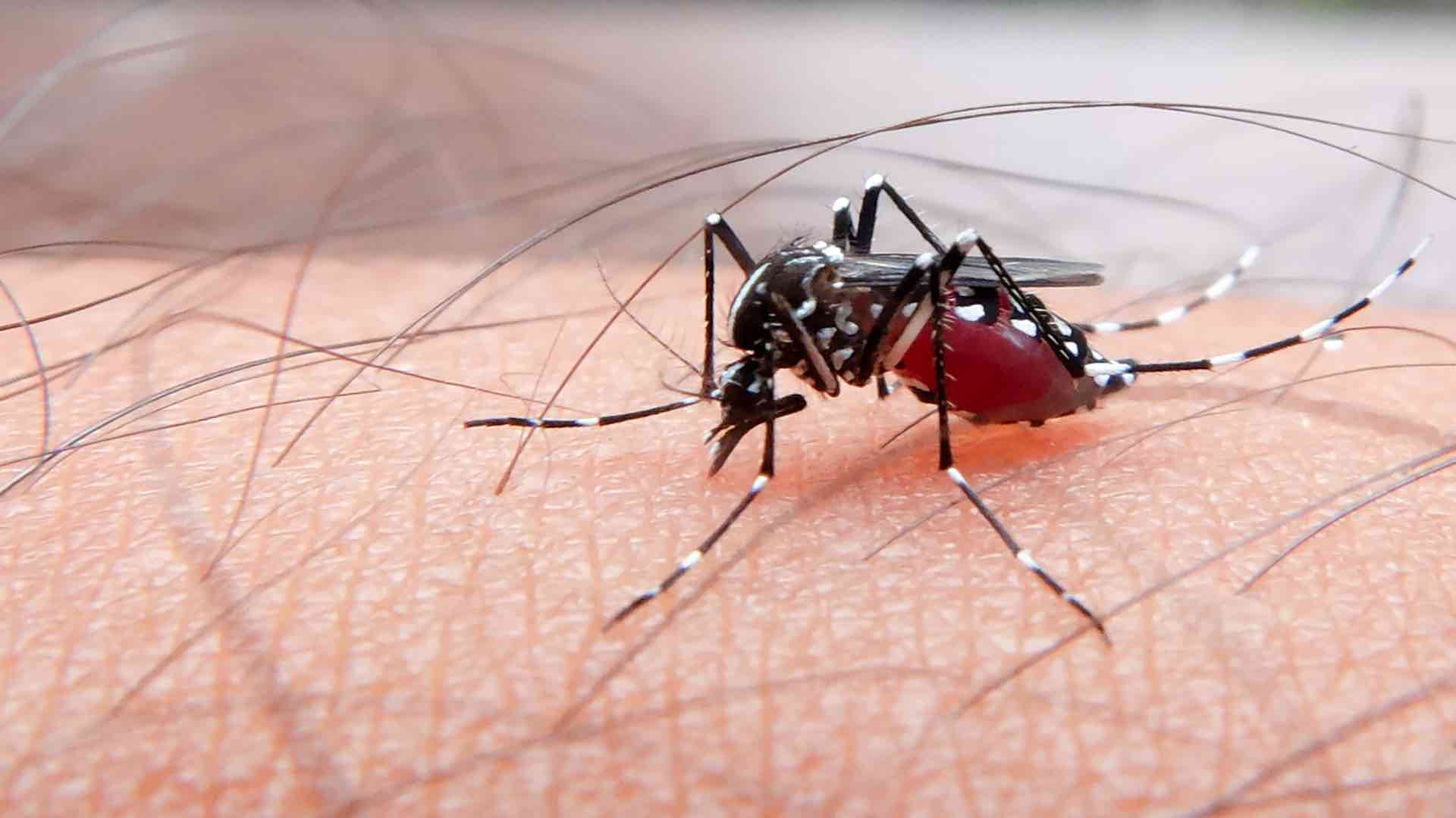 Malaria outbreak claims 31 lives in remote Panzi region of DRC